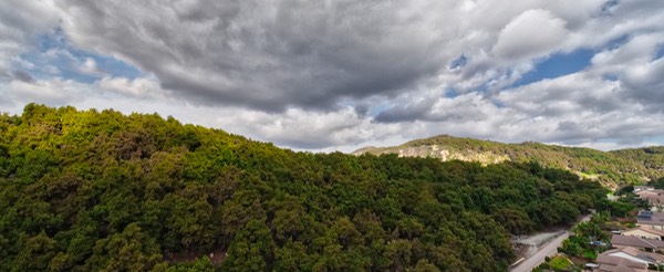 Willow Tree Panorama